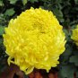 30 Seeds Double YELLOW PAEONY ASTER Peony Callistephus Flower (Seeds)