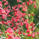100 Seeds Red HEUCHERA SPLENDENS Coral Bells Heuchera Sanguinea Shade Flower (Seeds)