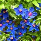 100 Seeds BLUE & SCARLET PIMPERNEL Anagallis Monellii Anagallis Arvensis Flower (Seeds) 100 Seeds BLUE & SCARLET PIMPERNEL Anagallis Monellii Anagallis Arvensis Flower (Seeds)