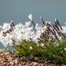 25 Seeds Dwarf LITTLE MAIDEN DIANTHUS Arenarius f. Nanus Fragrant White Flower (Seeds)