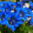 15 Seeds Blue STEMLESS GENTIAN Gentiana Acaulis Kochiana Flower (Seeds)