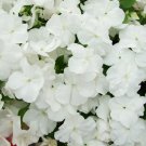 50 Seeds DWARF WHITE IMPATIENS Walleriana Sun or Full Shade Flower (Seeds)