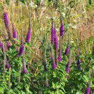100 Seeds PURPLE TAILS WOOD SAGE Teucrium Hyrcanicum Germander Herb Purple Flower (Seeds)