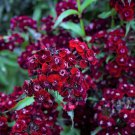 30 Seeds SOOTY DIANTHUS Barbatus Dark Maroon Red Sweet William Flower (Seeds)