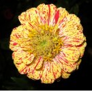 150 Seeds CANDY STRIPE ZINNIA MIX Elegans Flower Seeds Mixed Colors with Red Stripes (Seeds)