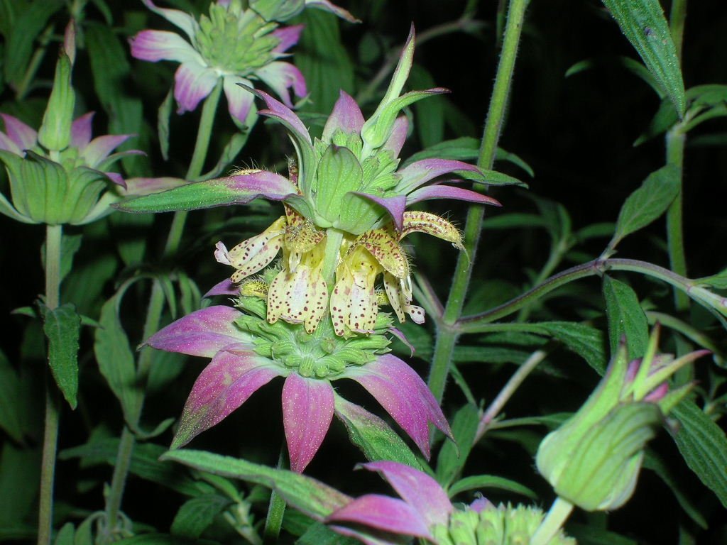100 Seeds SPOTTED BEE BALM Monarda Punctata Flower Herb Horesemint Dotted Mint (Seeds)