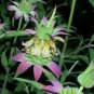 100 Seeds SPOTTED BEE BALM Monarda Punctata Flower Herb Horesemint Dotted Mint (Seeds)