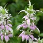 100 Seeds SPOTTED BEE BALM Monarda Punctata Flower Herb Horesemint Dotted Mint (Seeds)