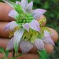 100 Seeds SPOTTED BEE BALM Monarda Punctata Flower Herb Horesemint Dotted Mint (Seeds)