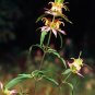 100 Seeds SPOTTED BEE BALM Monarda Punctata Flower Herb Horesemint Dotted Mint (Seeds)