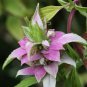 100 Seeds SPOTTED BEE BALM Monarda Punctata Flower Herb Horesemint Dotted Mint (Seeds)