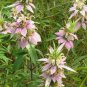 100 Seeds SPOTTED BEE BALM Monarda Punctata Flower Herb Horesemint Dotted Mint (Seeds)