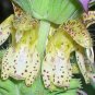 100 Seeds SPOTTED BEE BALM Monarda Punctata Flower Herb Horesemint Dotted Mint (Seeds)