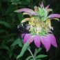 100 Seeds SPOTTED BEE BALM Monarda Punctata Flower Herb Horesemint Dotted Mint (Seeds)