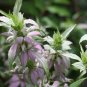 100 Seeds SPOTTED BEE BALM Monarda Punctata Flower Herb Horesemint Dotted Mint (Seeds)