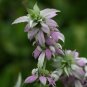 100 Seeds SPOTTED BEE BALM Monarda Punctata Flower Herb Horesemint Dotted Mint (Seeds)