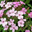 250 TALL SOAPWORT Saponaria Hispanica syn Vaccaria Cowcockle Pink Flower (Seeds)