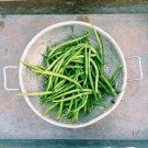 50 Seeds SLENDERETTE GREEN BEAN French Stringless Phaseolus Vulgaris Vegetable (Seeds)