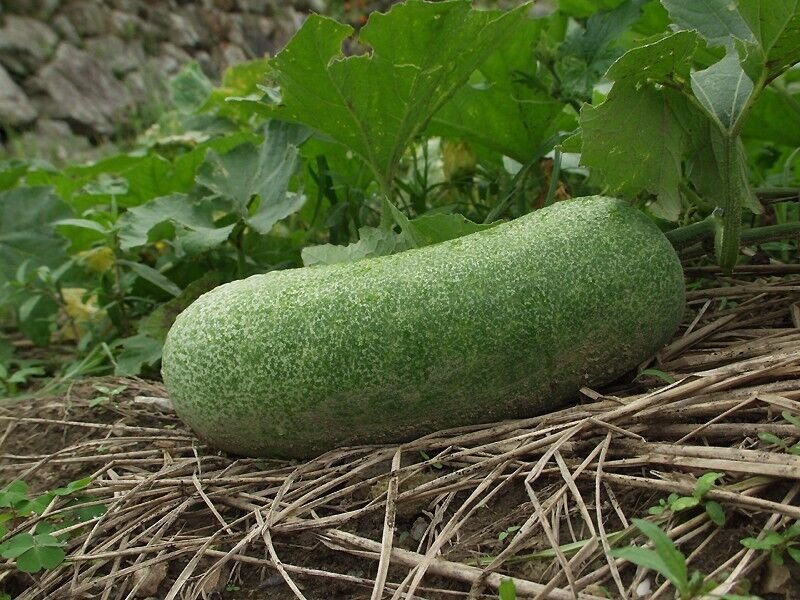 20 Seeds WAX GOURD Winter Melon White Ash Benincasa Hispida Vegetable (Seeds)