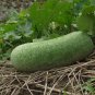 20 Seeds WAX GOURD Winter Melon White Ash Benincasa Hispida Vegetable (Seeds)