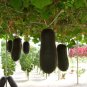 20 Seeds WAX GOURD Winter Melon White Ash Benincasa Hispida Vegetable (Seeds)