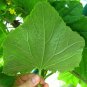 20 Seeds WAX GOURD Winter Melon White Ash Benincasa Hispida Vegetable (Seeds)