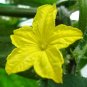 20 Seeds WAX GOURD Winter Melon White Ash Benincasa Hispida Vegetable (Seeds)
