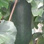 20 Seeds WAX GOURD Winter Melon White Ash Benincasa Hispida Vegetable (Seeds)