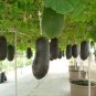 20 Seeds WAX GOURD Winter Melon White Ash Benincasa Hispida Vegetable (Seeds)