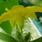 20 Seeds WAX GOURD Winter Melon White Ash Benincasa Hispida Vegetable (Seeds)