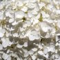 50 Seeds NATIVE HYDRANGEA Arboescens Smooth Wild Sevenbark Flower Bush Shrub (Seeds)