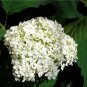 50 Seeds NATIVE HYDRANGEA Arboescens Smooth Wild Sevenbark Flower Bush Shrub (Seeds)