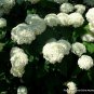 50 Seeds NATIVE HYDRANGEA Arboescens Smooth Wild Sevenbark Flower Bush Shrub (Seeds)