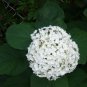 50 Seeds NATIVE HYDRANGEA Arboescens Smooth Wild Sevenbark Flower Bush Shrub (Seeds)