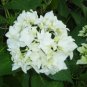 50 Seeds NATIVE HYDRANGEA Arboescens Smooth Wild Sevenbark Flower Bush Shrub (Seeds)