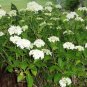 50 Seeds NATIVE HYDRANGEA Arboescens Smooth Wild Sevenbark Flower Bush Shrub (Seeds)