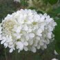 50 Seeds NATIVE HYDRANGEA Arboescens Smooth Wild Sevenbark Flower Bush Shrub (Seeds)