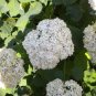 50 Seeds NATIVE HYDRANGEA Arboescens Smooth Wild Sevenbark Flower Bush Shrub (Seeds)