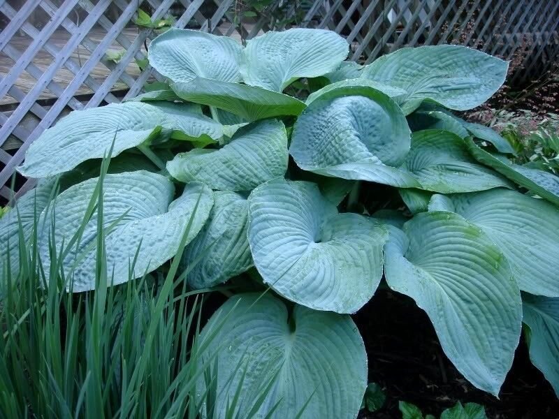 10 Seeds HOSTA ELEGANS Shade Flower (Seeds)