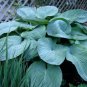 10 Seeds HOSTA ELEGANS Shade Flower (Seeds)