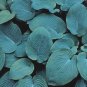 10 Seeds HOSTA ELEGANS Shade Flower (Seeds)