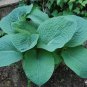 10 Seeds HOSTA ELEGANS Shade Flower (Seeds)