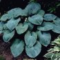 10 Seeds HOSTA ELEGANS Shade Flower (Seeds)