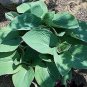 10 Seeds HOSTA ELEGANS Shade Flower (Seeds)