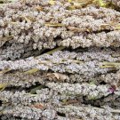 100 Seeds Organic PEPPERMINT QUINOA Grain Chenopodium Quinoa White Green - White (Seeds)