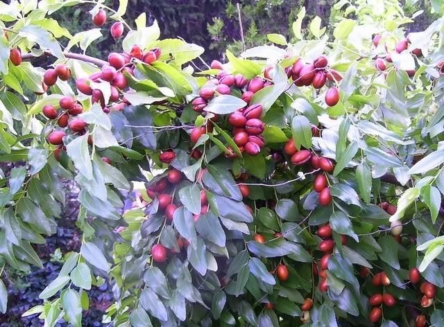 20 Seeds RED CHINESE DATE TREE Edible Fruit Jujube Ziziphus Jujuba Yellow Flower (Seeds)