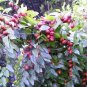 20 Seeds RED CHINESE DATE TREE Edible Fruit Jujube Ziziphus Jujuba Yellow Flower (Seeds)