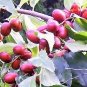 20 Seeds RED CHINESE DATE TREE Edible Fruit Jujube Ziziphus Jujuba Yellow Flower (Seeds)