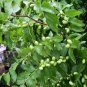 20 Seeds RED CHINESE DATE TREE Edible Fruit Jujube Ziziphus Jujuba Yellow Flower (Seeds)