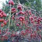 20 Seeds RED CHINESE DATE TREE Edible Fruit Jujube Ziziphus Jujuba Yellow Flower (Seeds)